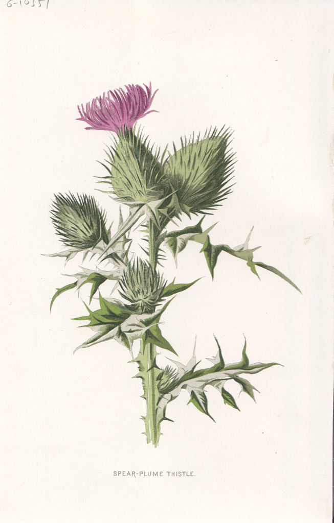 FLOWERS. Spear-Plume Thistle c1895 old antique vintage print picture